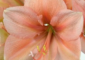 hippeastrum Rilona (2)